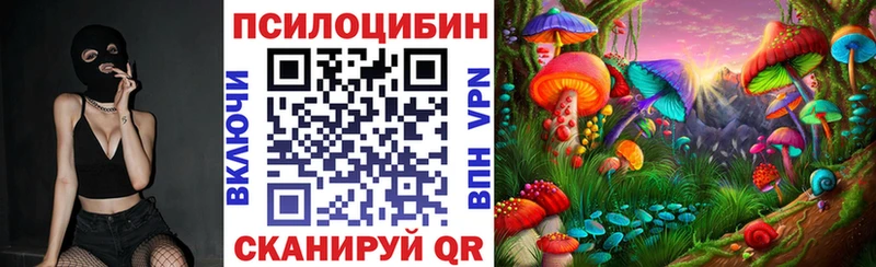 Купить где  Тогучин  Галлюциногенные грибы Psilocybine cubensis 